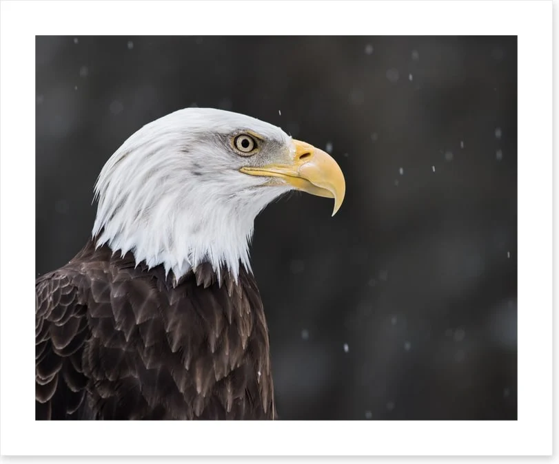 Eagle eyed - Image 2