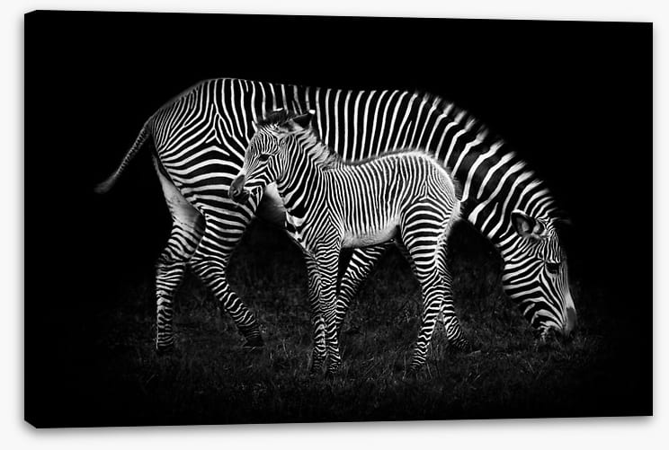Earning your stripes - Image 2