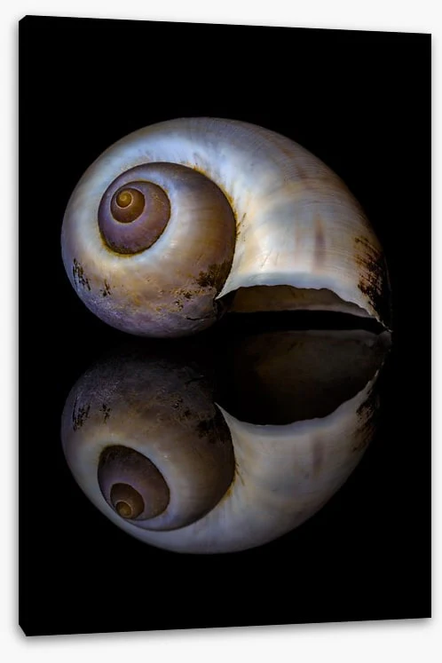 Echo of the sea - Image 2