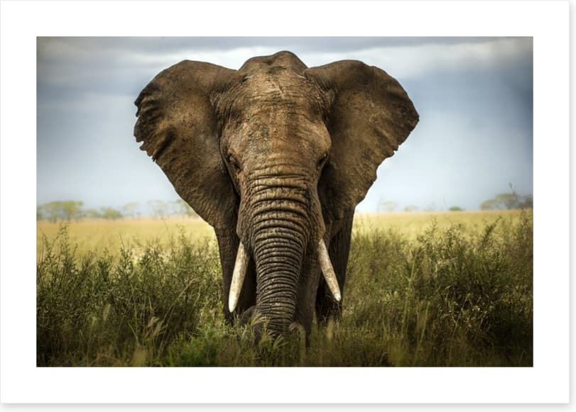 Elephant in the grass - Image 2