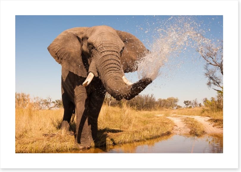 Elephant spray - Image 2