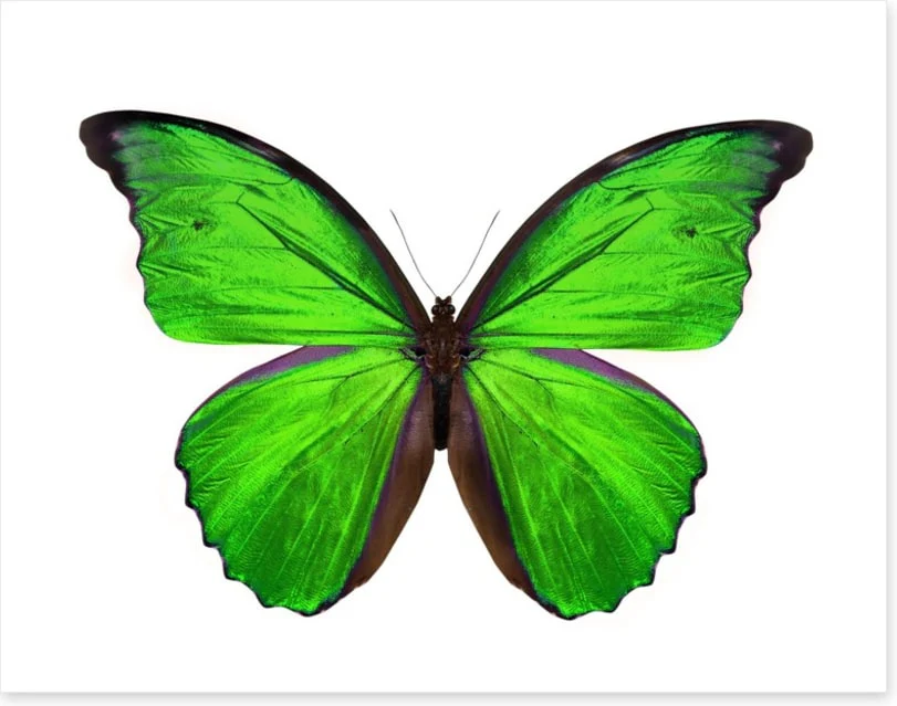 Emerald butterfly - Image 2