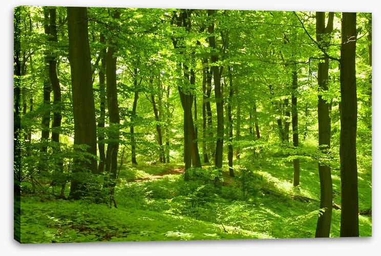 Emerald forest - Image 2