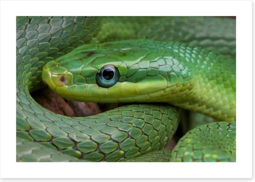 Emerald snake - Image 2