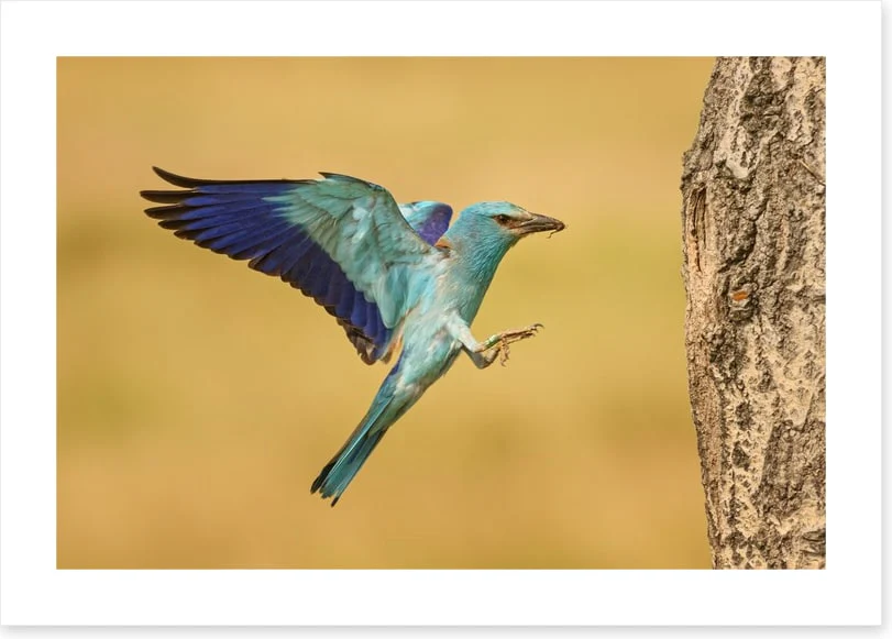 European roller landing - Image 2