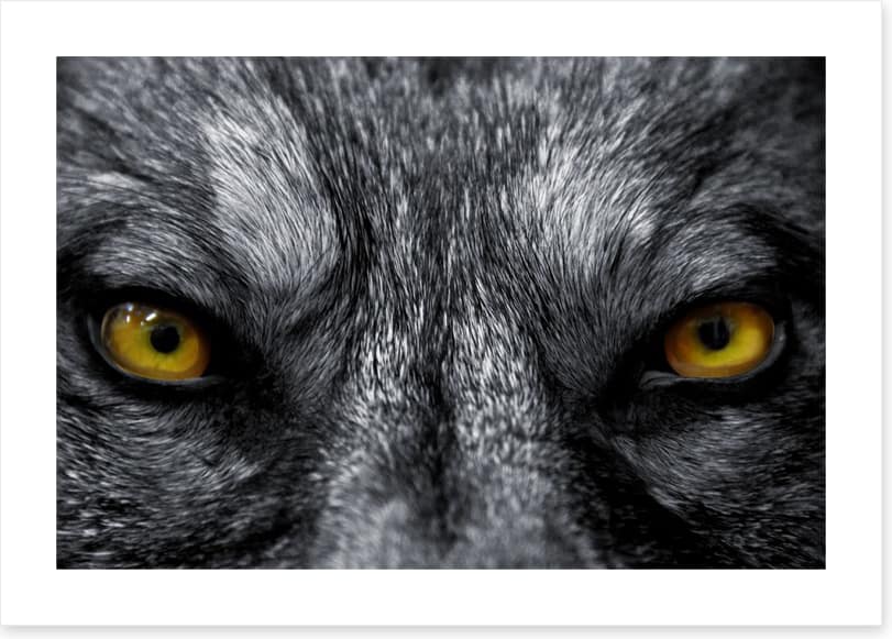 Eyes of the alpha - Image 2