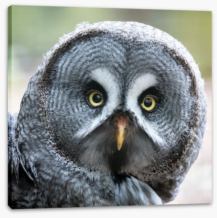 Eyes of the hunter - Image 2