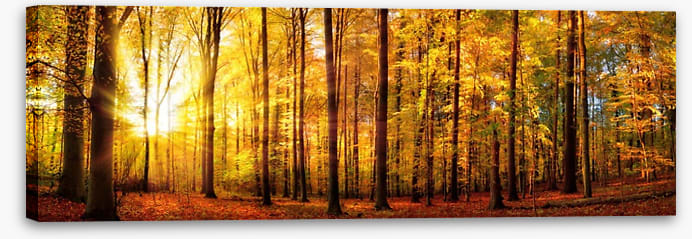 Fall forest panorama - Image 2
