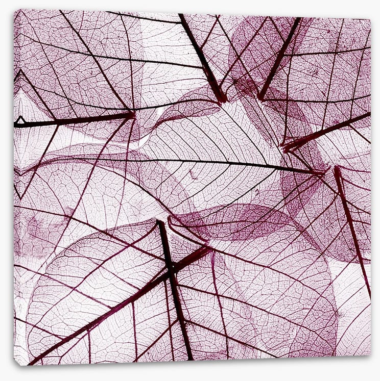 Fallen leaves - Image 2