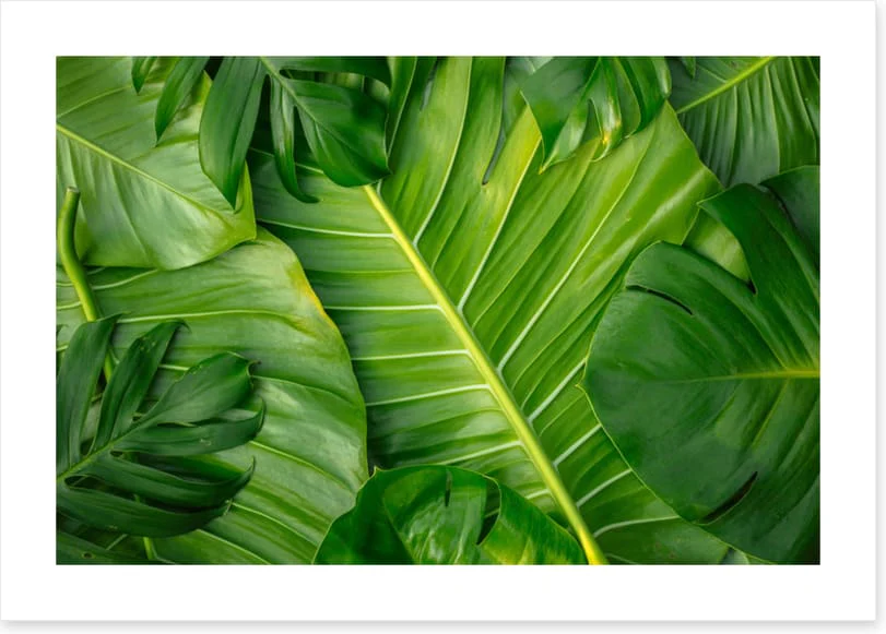 Feeling leafy - Image 2