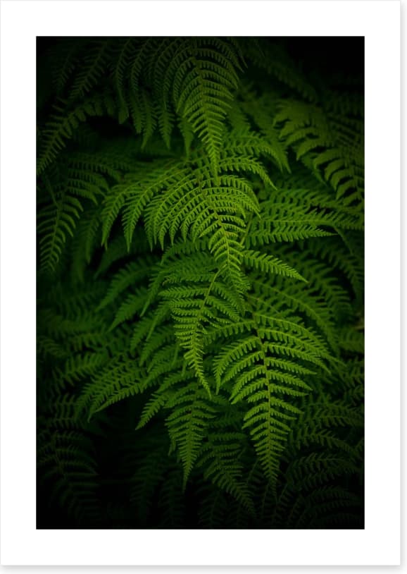 Ferns by night - Image 2