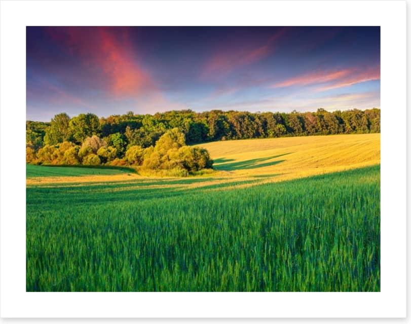 Field of dreams - Image 2