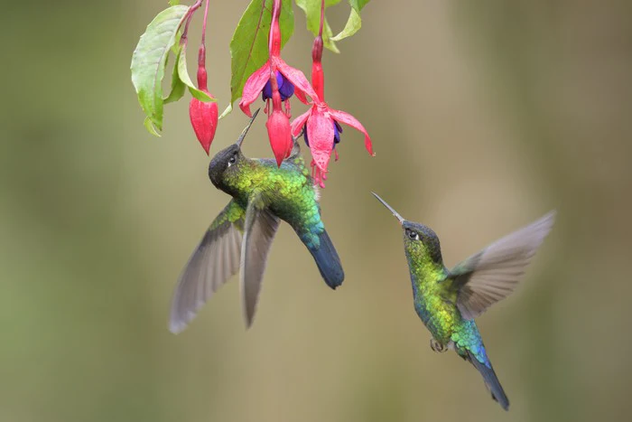 Fiery throated hummingbirds