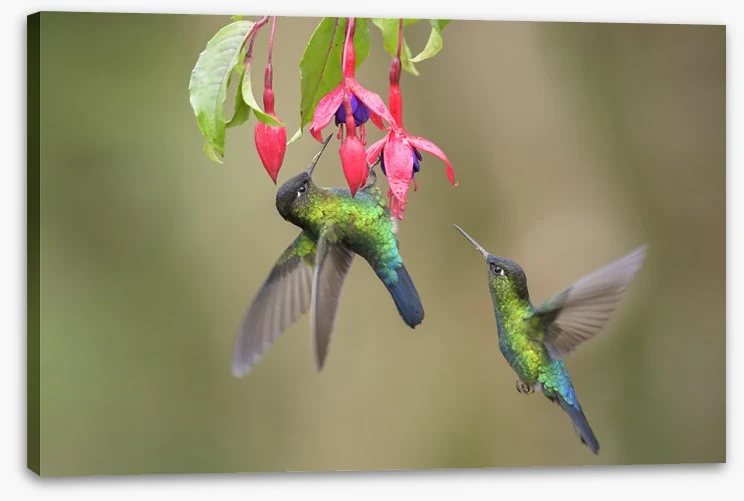 Fiery throated hummingbirds - Image 2