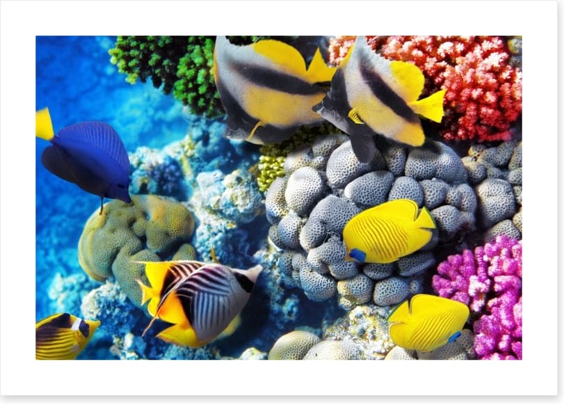 Finding Dory - Image 2