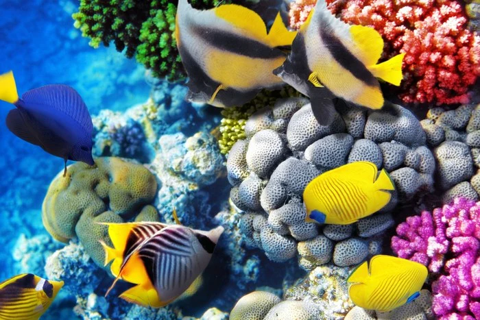 Finding Dory