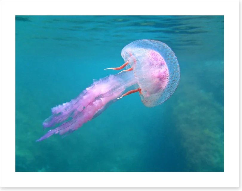 Fish / Aquatic - Image 2