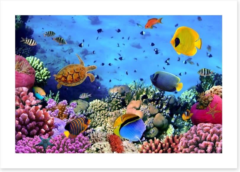 Fish / Aquatic - Image 2