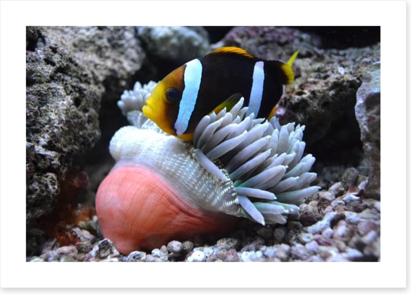 Fish / Aquatic - Image 2