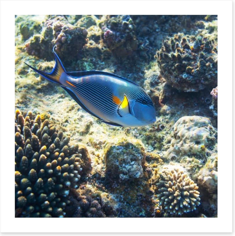 Fish / Aquatic - Image 2