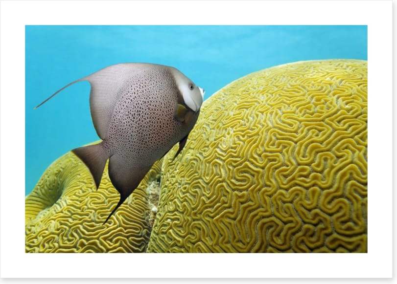 Fish / Aquatic - Image 2