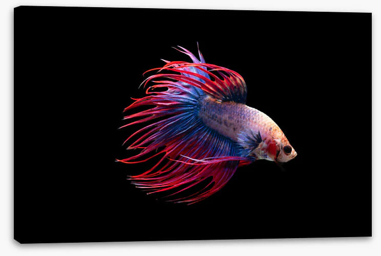 Fish / Aquatic - Image 2