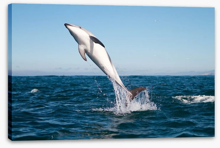 Fish / Aquatic - Image 2