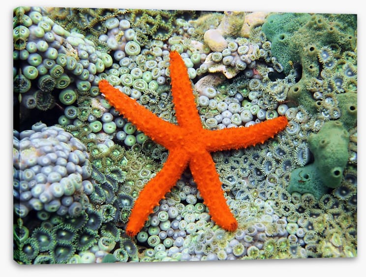 Fish / Aquatic - Image 2
