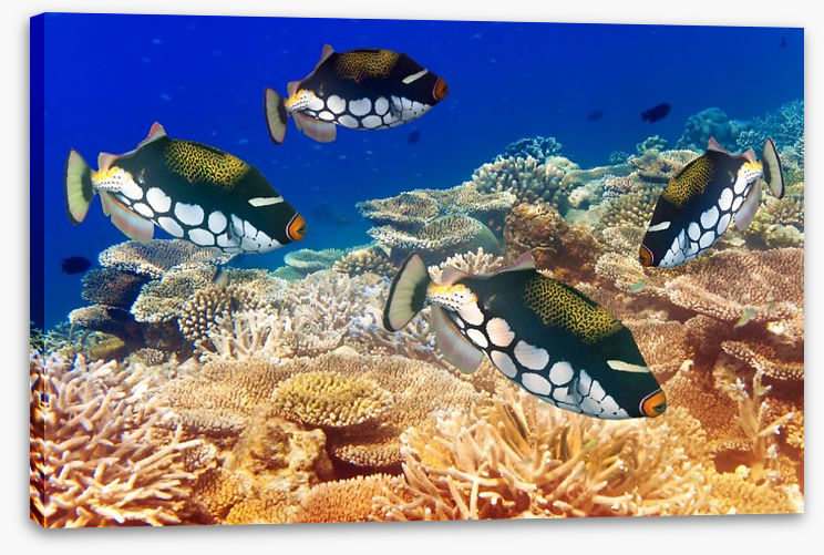 Fish / Aquatic - Image 2