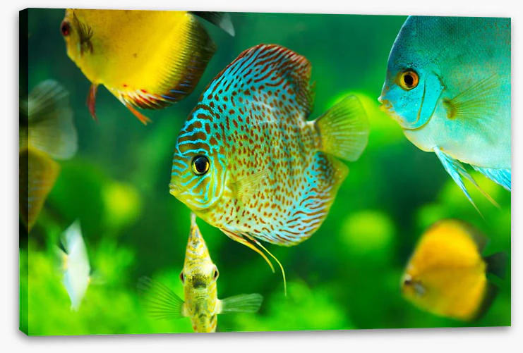 Fish / Aquatic - Image 2