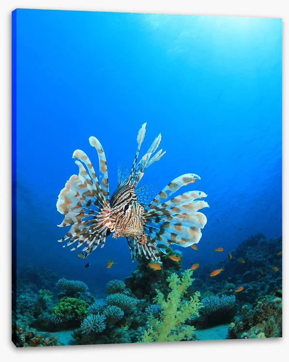Fish / Aquatic - Image 2
