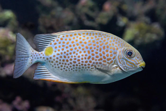 Fish / Aquatic