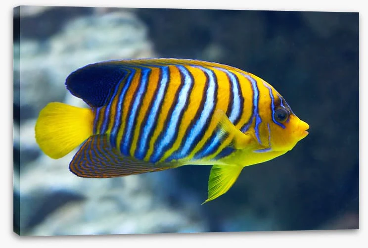 Fish / Aquatic - Image 2