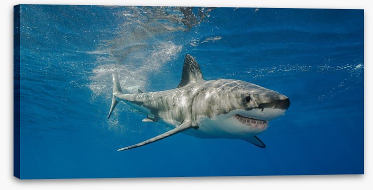 The smiling shark - Image 2