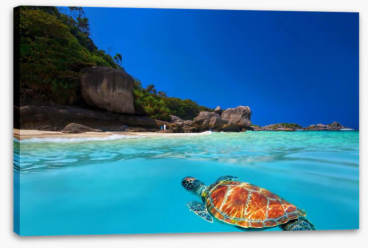 Tropical green turtle - Image 2