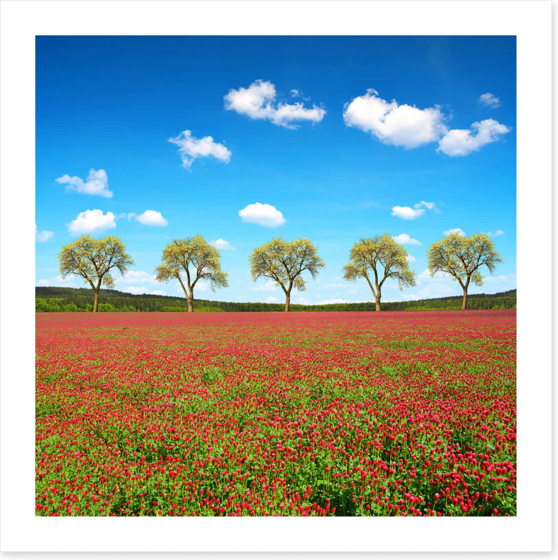 Five tree meadow - Image 2