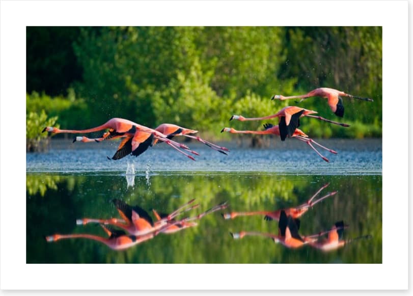 Flamingo fly - Image 2