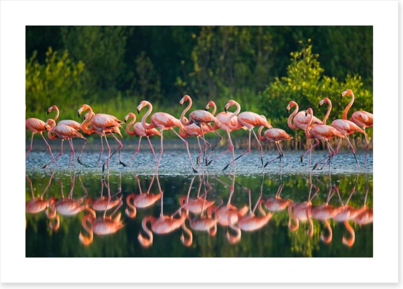 Flamingo run - Image 2