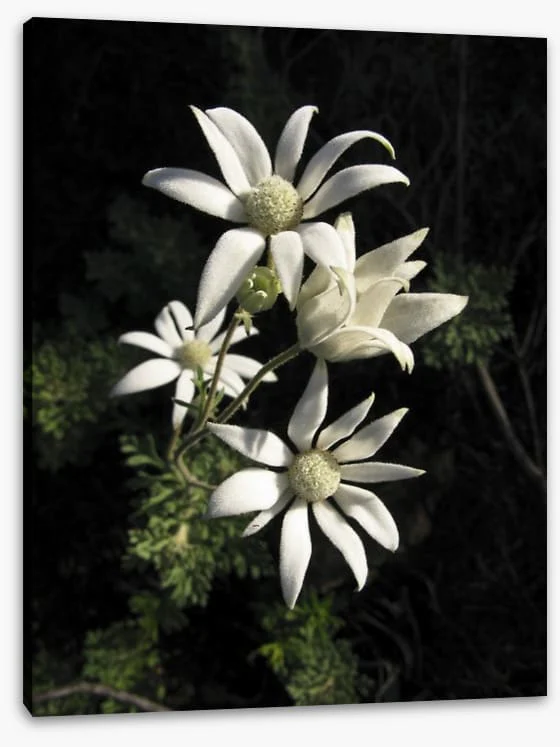 Flannel flowers - Image 2