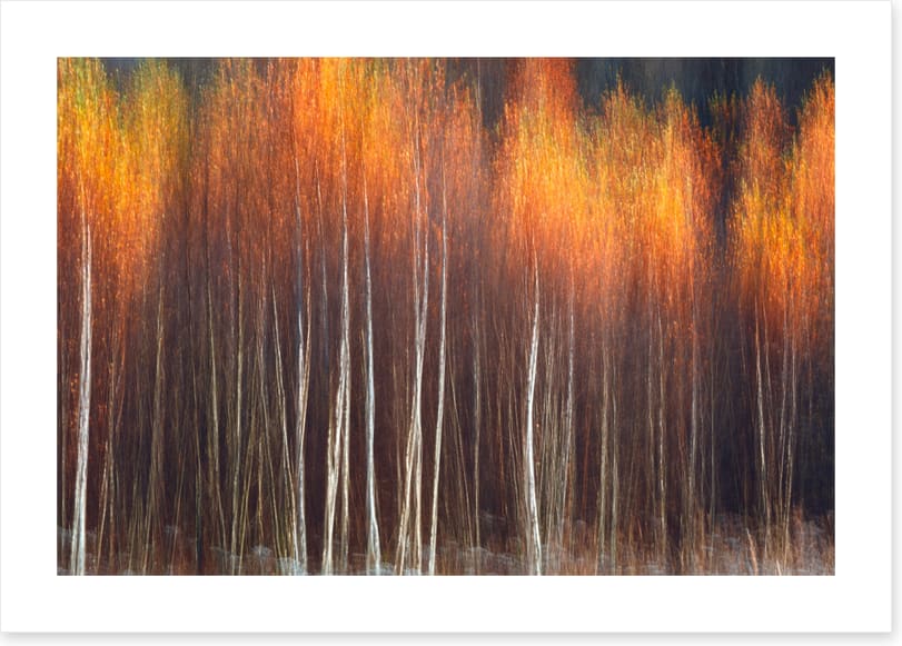 Flecks of fall - Image 2