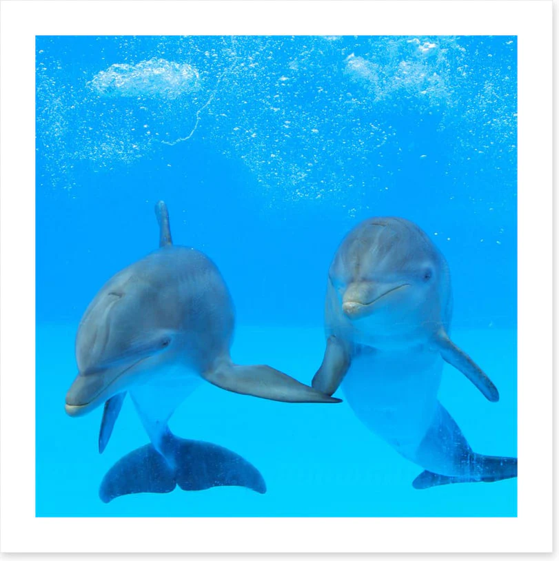 Flipper friends - Image 2