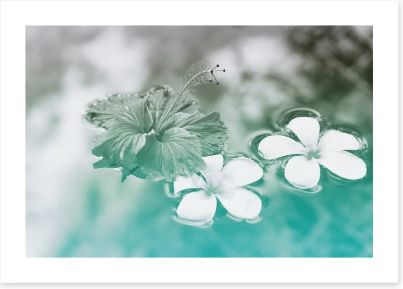 Floating hibiscus - Image 2