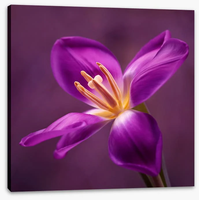 Blooming tulip - Image 2
