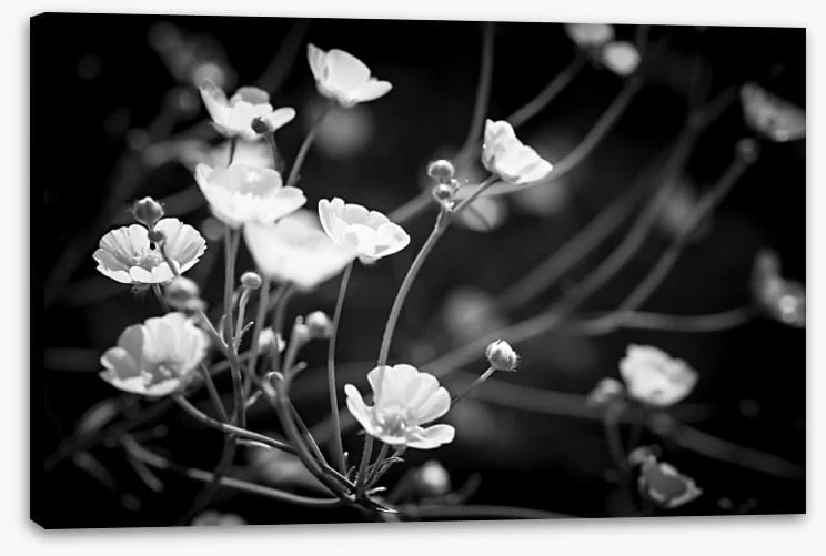 Buttercups on black - Image 2