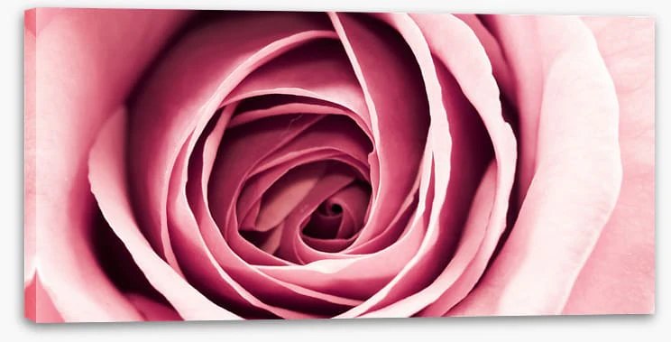 Delicate petals - Image 2