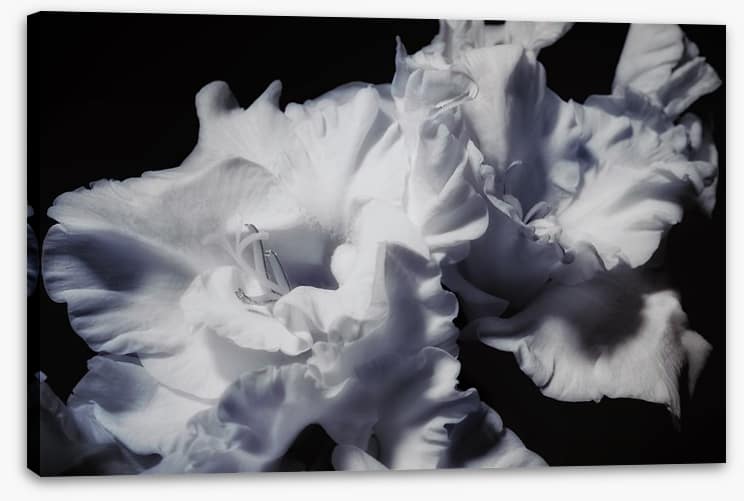 Gladiolus glory - Image 2
