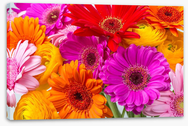 The gerbera crowd - Image 2