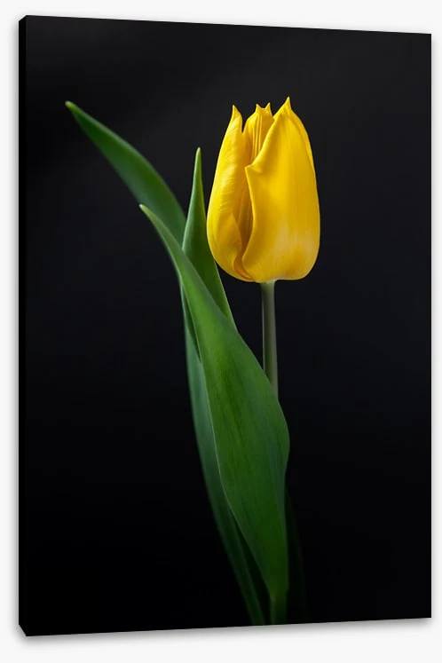 The golden tulip - Image 2