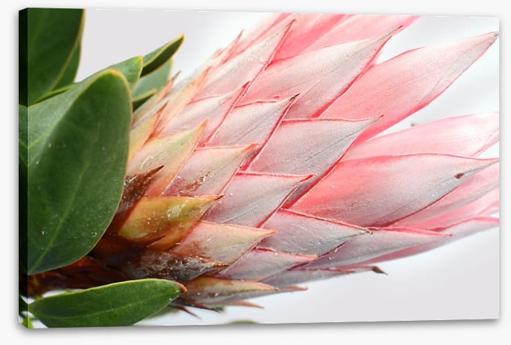 Up close and protea - Image 2