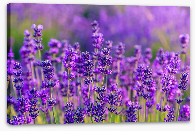 Vibrant lavender field - Image 2